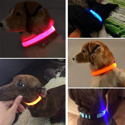 Collar de perro LED para acampar